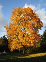 Red Maple (Acer rubrum)